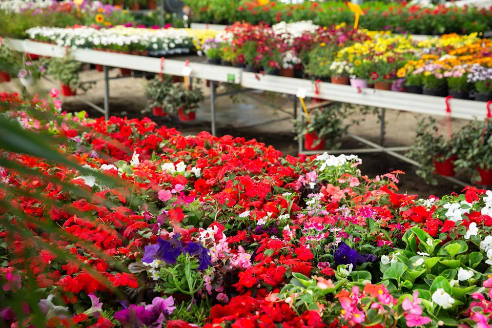 Femme blonde en chemise à carreaux et salopette travaillant dans une serre commerciale, manipulant des chrysanthèmes roses parmi des arrangements floraux colorés. Environnement professionnel de production horticole avec tables de culture.