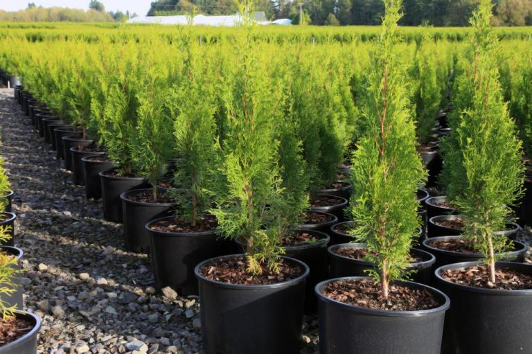 Pépinière à Flagey, comment bien choisir vos plants ?