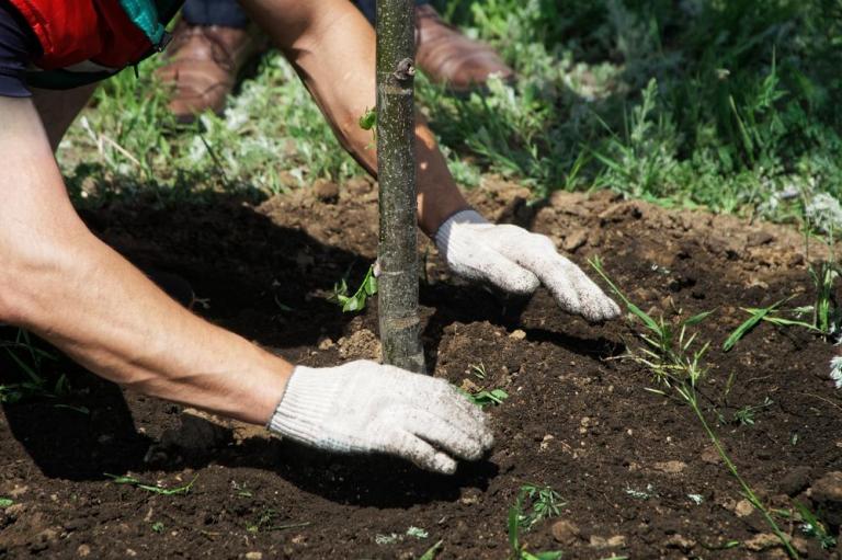 Planter des arbres fruitiers à Besançon, nos conseils de saison